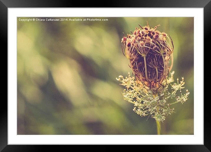  Countryside flower Framed Mounted Print by Chiara Cattaruzzi