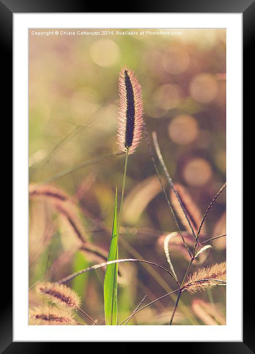  Summer nature Framed Mounted Print by Chiara Cattaruzzi