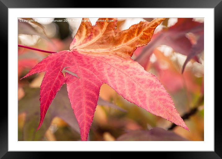  Fall leaf Framed Mounted Print by Chiara Cattaruzzi