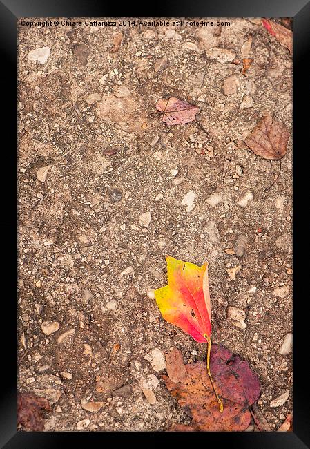  Fall leaf fallen Framed Print by Chiara Cattaruzzi