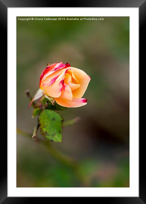  A rose bud Framed Mounted Print by Chiara Cattaruzzi