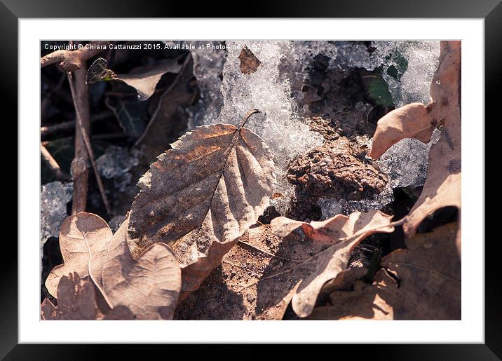  Winter leaves Framed Mounted Print by Chiara Cattaruzzi