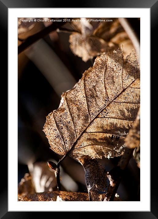  Golden leaf Framed Mounted Print by Chiara Cattaruzzi