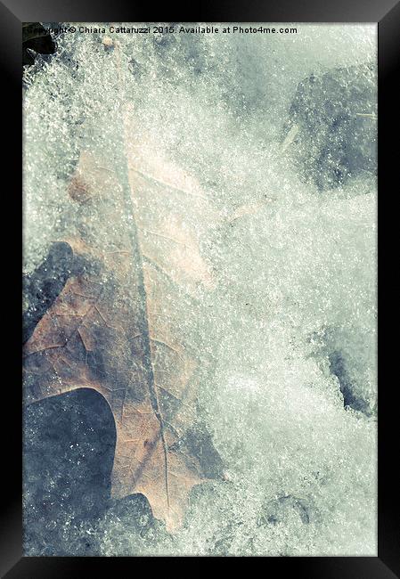  Frozen leaf Framed Print by Chiara Cattaruzzi