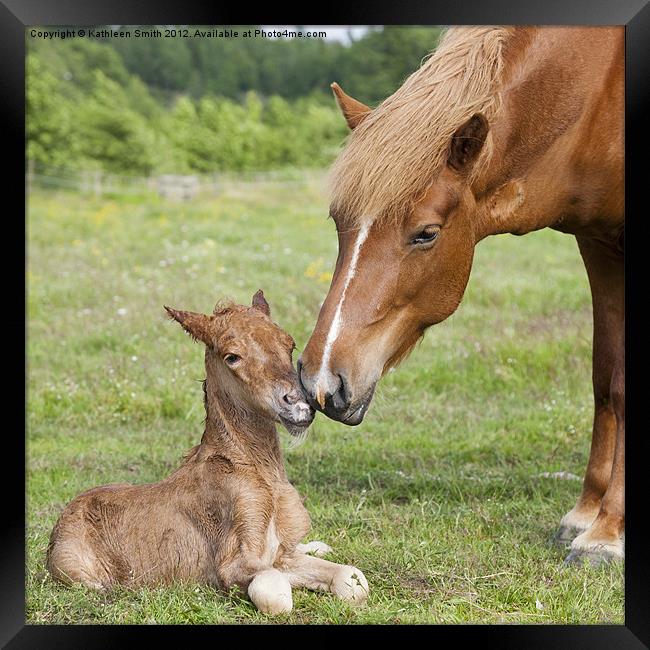Mother greeting newborn foal Framed Print by Kathleen Smith (kbhsphoto)