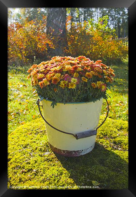 Orange Chrysanthemums in a bucket Framed Print by Kathleen Smith (kbhsphoto)