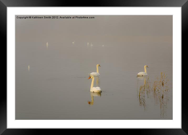 Swan lake in mist Framed Mounted Print by Kathleen Smith (kbhsphoto)