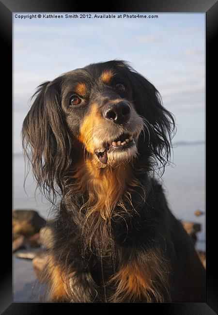 Smiling gordon setter mix dog Framed Print by Kathleen Smith (kbhsphoto)