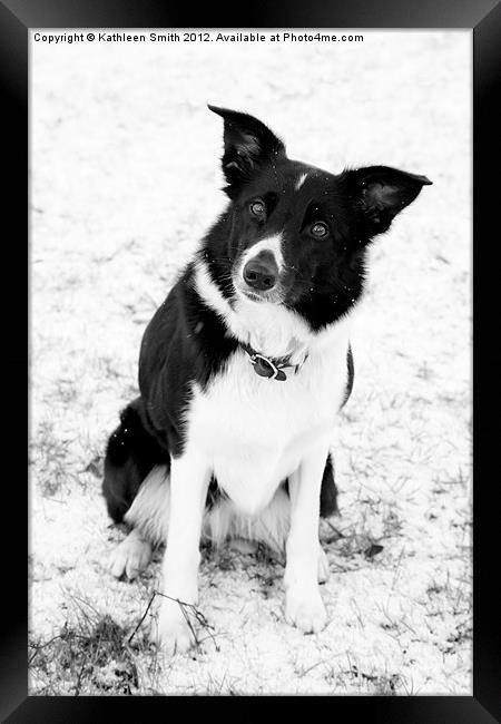 Border collie dog in snow Framed Print by Kathleen Smith (kbhsphoto)