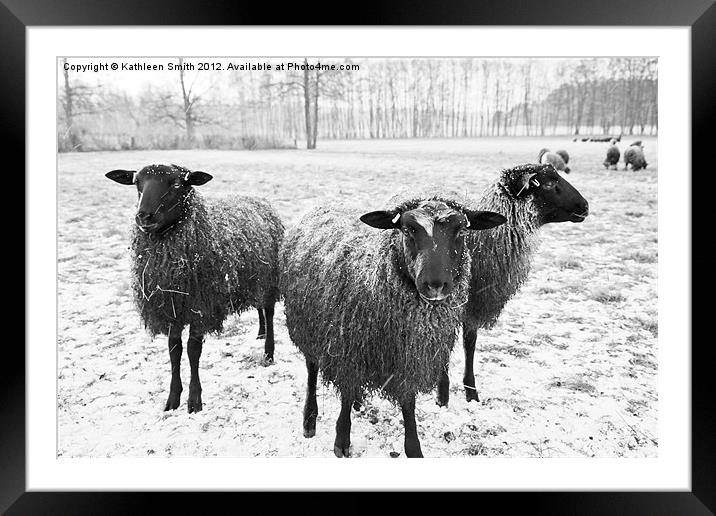 Three sheep in snow Framed Mounted Print by Kathleen Smith (kbhsphoto)