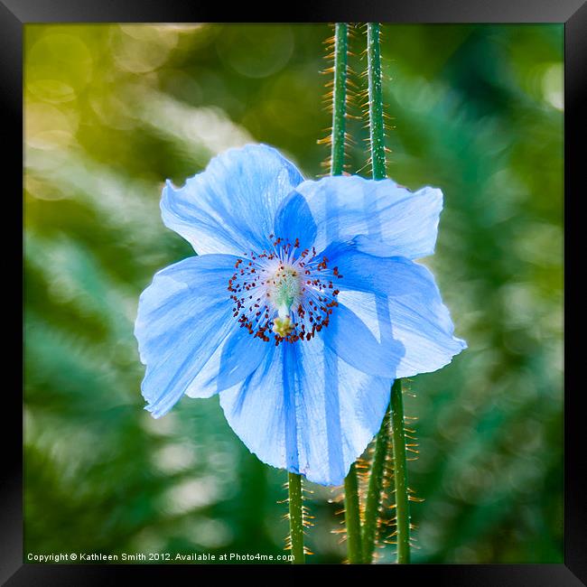 Himalayan blue poppy Framed Print by Kathleen Smith (kbhsphoto)