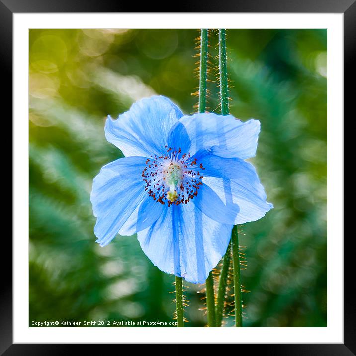Himalayan blue poppy Framed Mounted Print by Kathleen Smith (kbhsphoto)