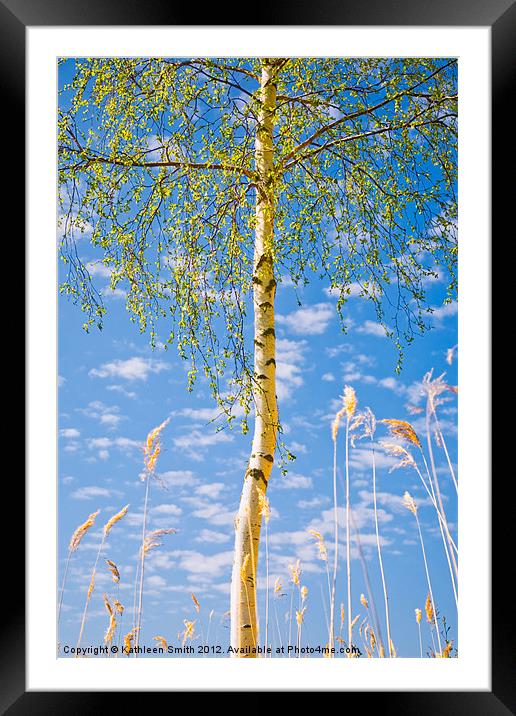 Birch tree in spring Framed Mounted Print by Kathleen Smith (kbhsphoto)