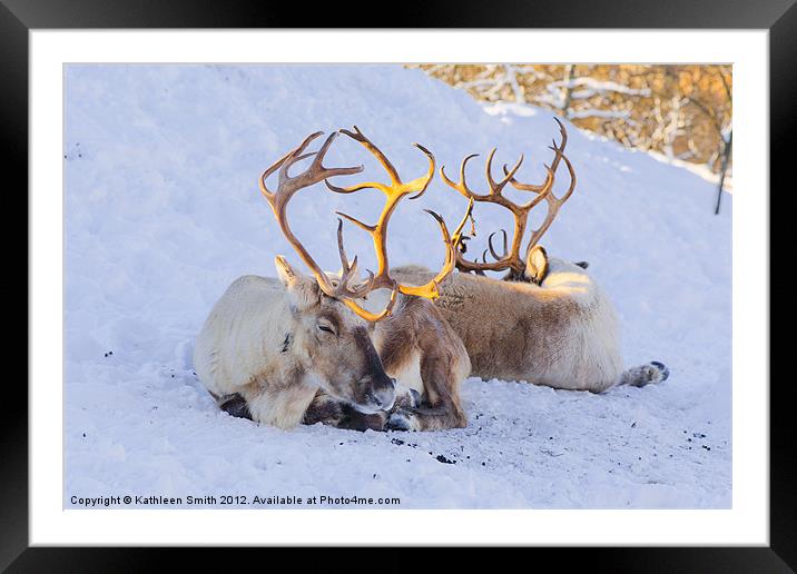 Reindeer lying in snow Framed Mounted Print by Kathleen Smith (kbhsphoto)