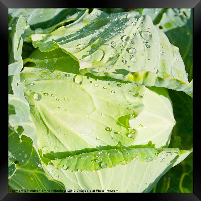 White cabbage Framed Print by Kathleen Smith (kbhsphoto)