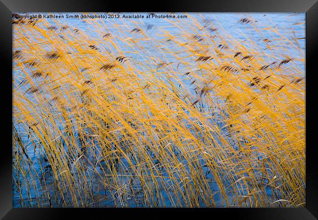Autumn coloured reeds Framed Print by Kathleen Smith (kbhsphoto)