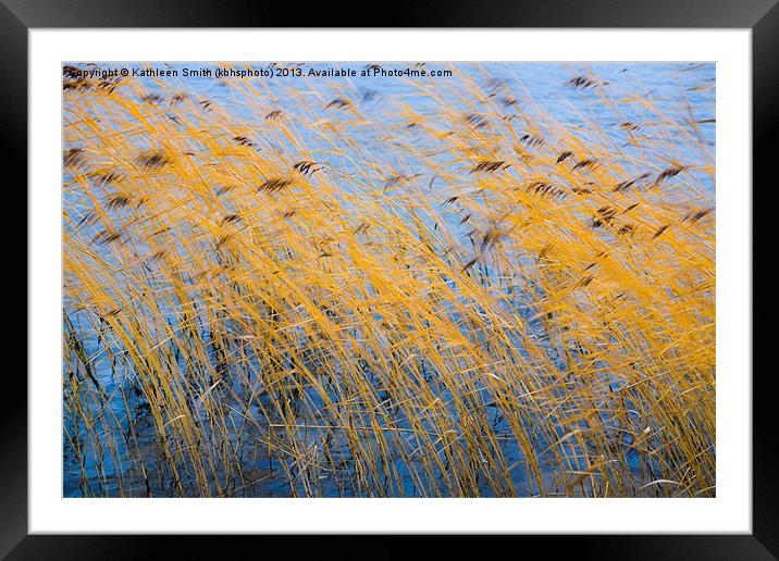 Autumn coloured reeds Framed Mounted Print by Kathleen Smith (kbhsphoto)