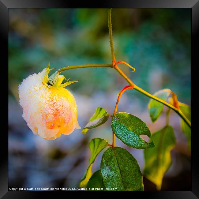 Frosted yellow rose Framed Print by Kathleen Smith (kbhsphoto)