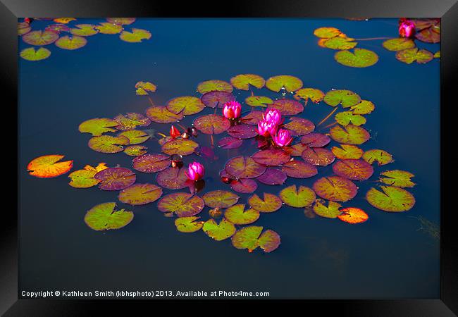Water lilies Framed Print by Kathleen Smith (kbhsphoto)