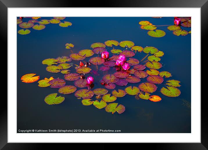 Water lilies Framed Mounted Print by Kathleen Smith (kbhsphoto)