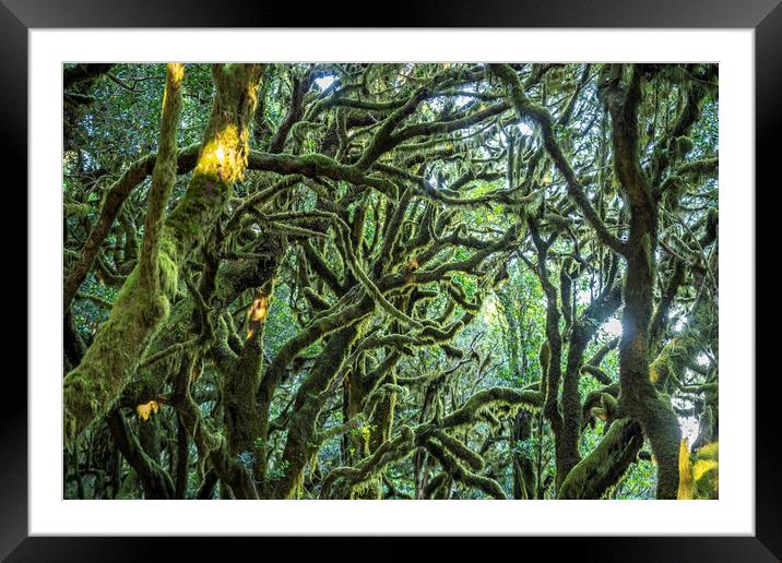 Garajonay National Park  forest Framed Mounted Print by peter schickert