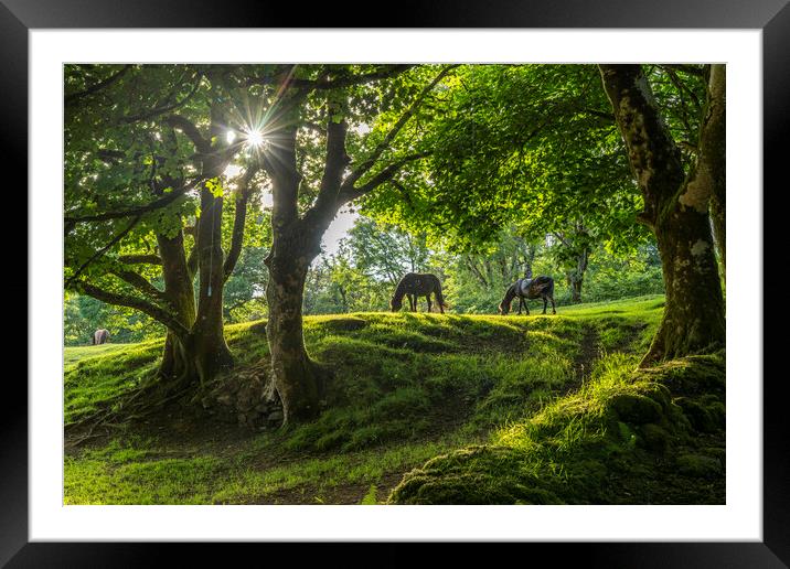 Dartmoor Horses Framed Mounted Print by peter schickert