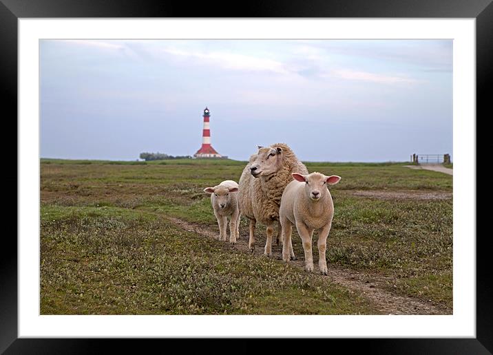 Sheep and Westerhever lighthouse Framed Mounted Print by peter schickert