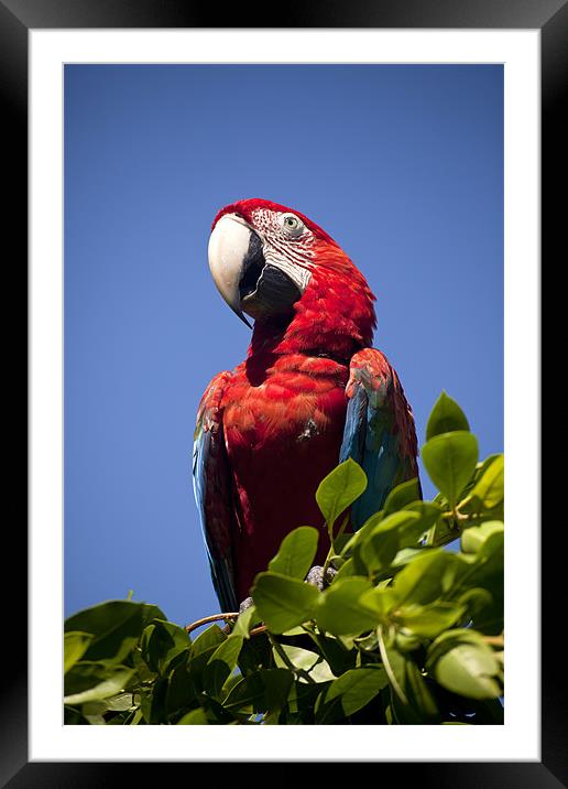 Scarlet Macaw Framed Mounted Print by peter schickert