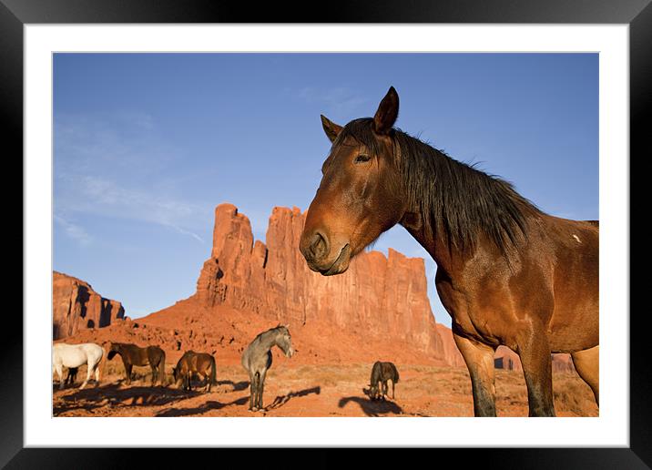 Indian Horses at Monument Valley Framed Mounted Print by peter schickert