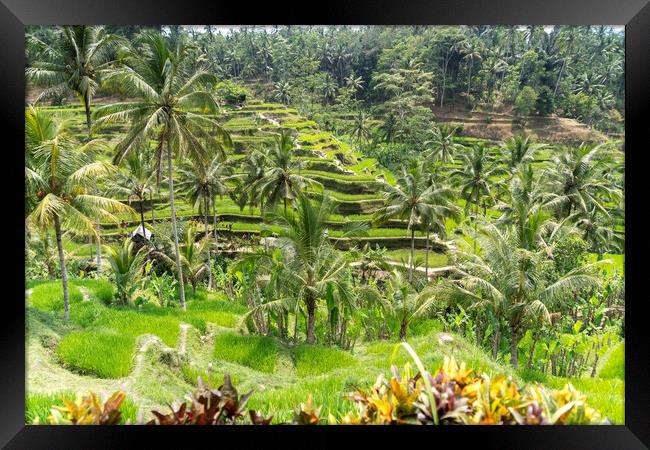 Rice Terraces near Ubud, Bali, Indonesia Framed Print by peter schickert