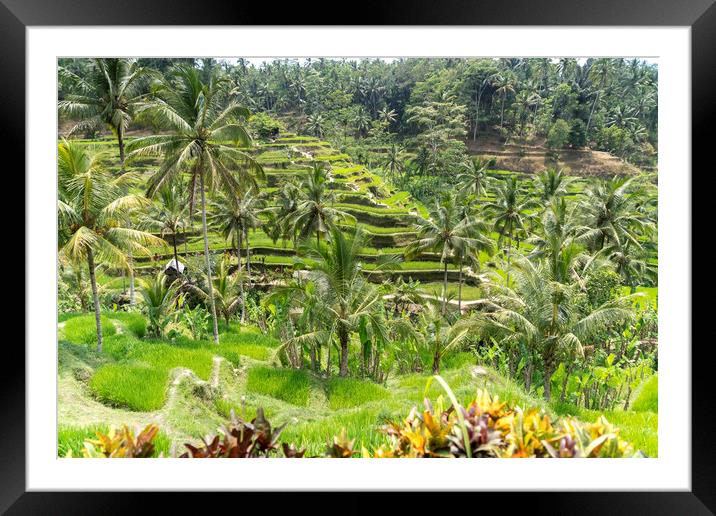 Rice Terraces near Ubud, Bali, Indonesia Framed Mounted Print by peter schickert