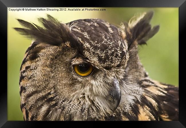 Eagle Owl Framed Print by Mathew Hatton-Shearing