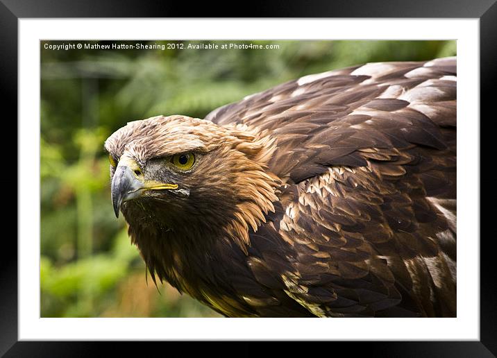 Golden Eagle Framed Mounted Print by Mathew Hatton-Shearing