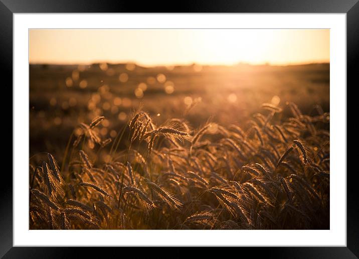 Fields of gold Framed Mounted Print by Rebecca Press