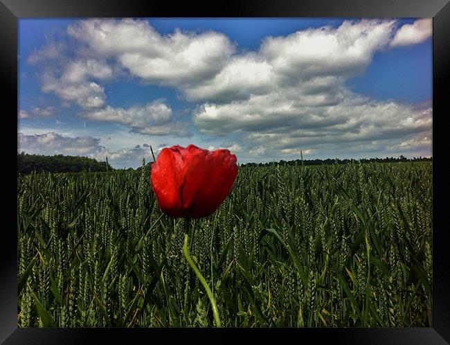 A Lonely Poppy Framed Print by Nick Wardekker