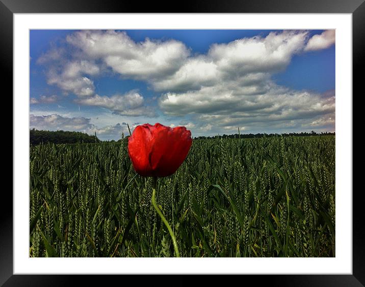 A Lonely Poppy Framed Mounted Print by Nick Wardekker