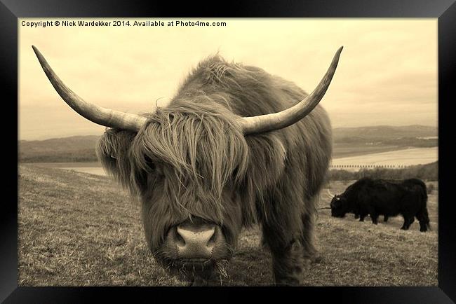Curious Highland Cow Framed Print by Nick Wardekker