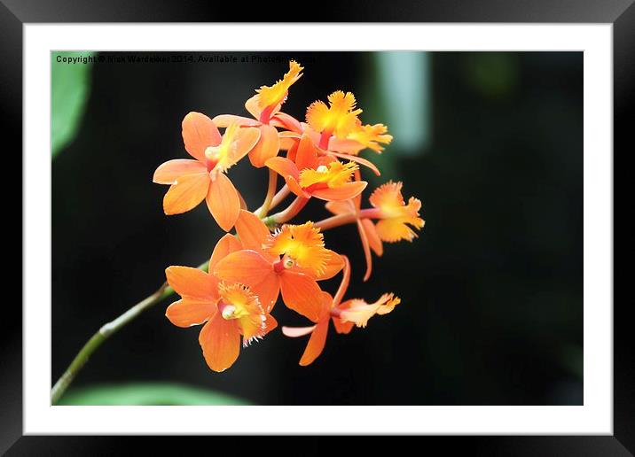 The beauty of a wild Orchid Framed Mounted Print by Nick Wardekker