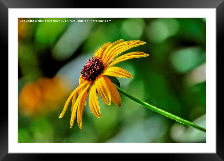  The African Daisy  Framed Mounted Print by Nick Wardekker