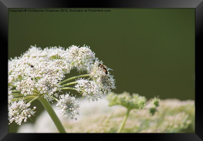Hoverfly Lunch Framed Print by Christopher Chapman