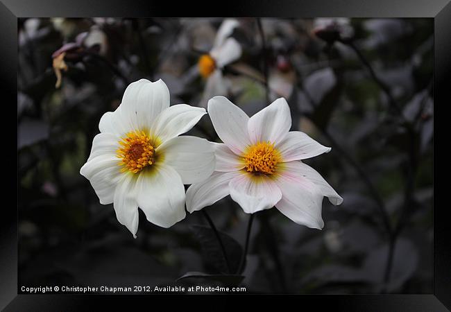 White Flowers Framed Print by Christopher Chapman