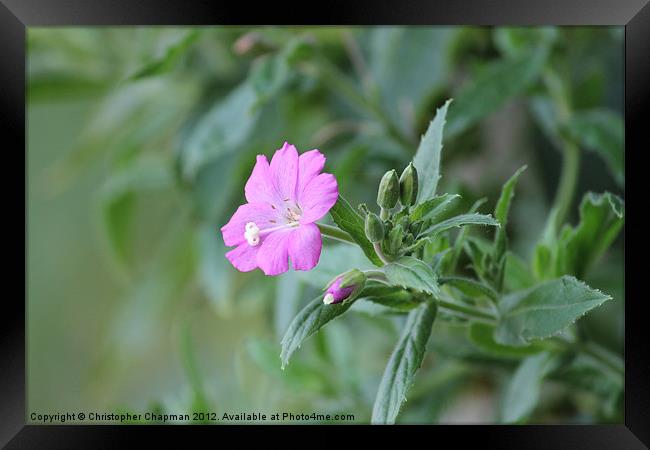 Pink Flower in the Hedgerow Framed Print by Christopher Chapman
