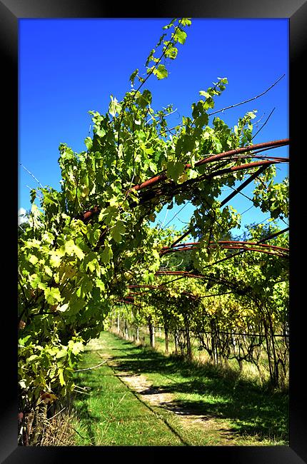 Vineyard Framed Print by claire beevis
