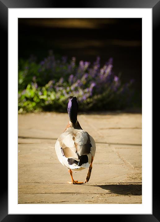 Waddling Duck Framed Mounted Print by Dan Fisher