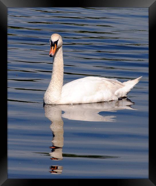 Graceful Swan Framed Print by Mark Ewels