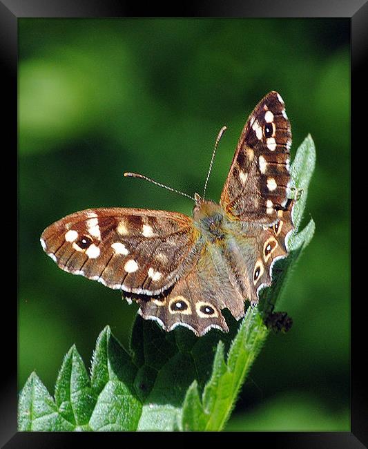 Speckled Wood Butterfly Framed Print by Mark Ewels