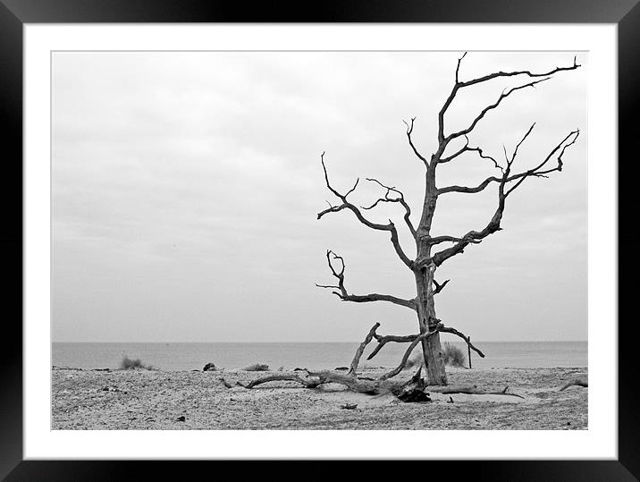 Haunting Tree Framed Mounted Print by Mark Ewels