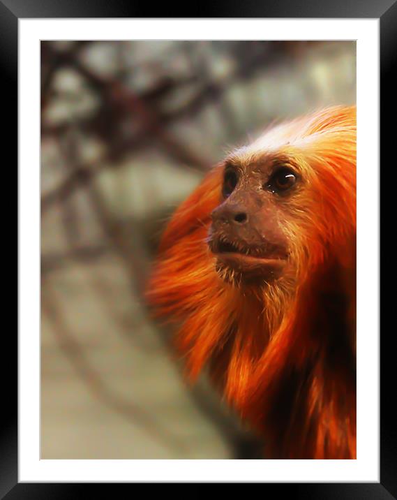 Thoughtful Golden Lion Tamarin Monkey. Framed Mounted Print by Kitty 