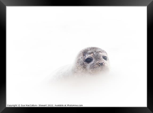 Seal Cub Framed Print by Sue MacCallum- Stewart