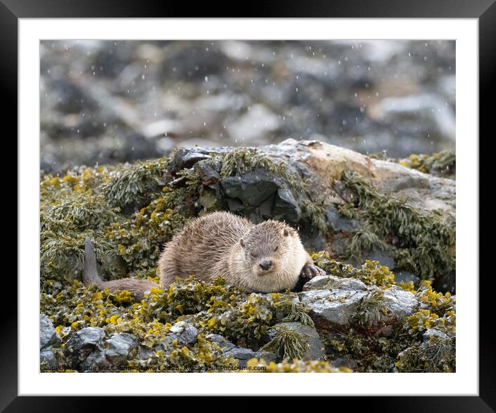 An otter relaxing in the rain Framed Mounted Print by Sue MacCallum- Stewart